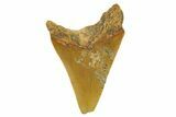 Serrated, Fossil Megalodon Tooth From Morocco - Rare Location #384266-1